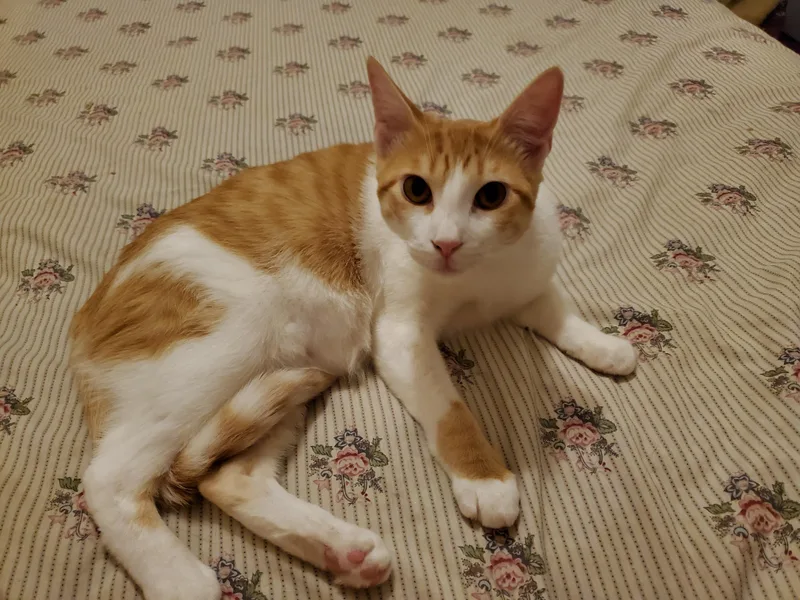 An adult large-sized male Domestic Short Hair cat named Bristol for adoption in Tucson, AZ