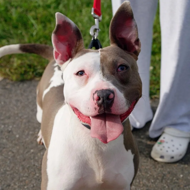 Mr. Worldwide thumbnail 2