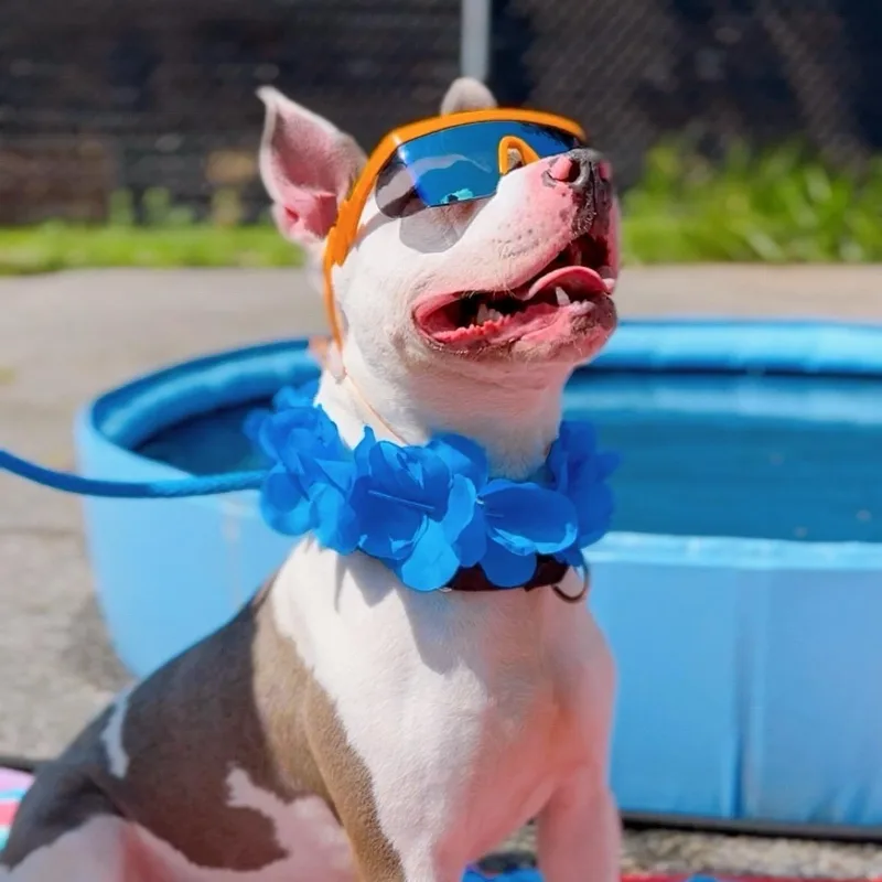 Mr. Worldwide thumbnail 3