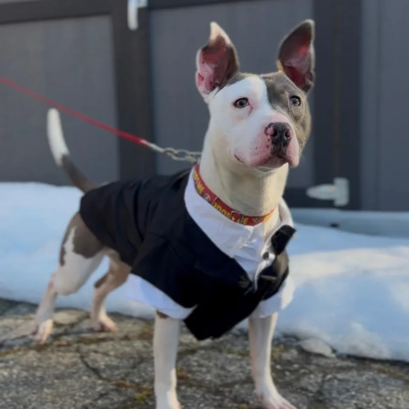 Mr. Worldwide thumbnail 5