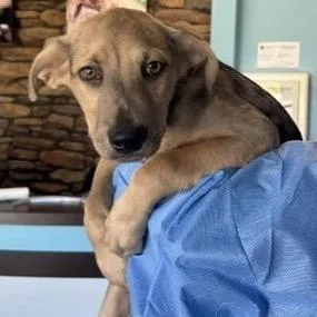 A baby medium-sized male Labrador Retriever dog named Sky for adoption in Springboro, OH