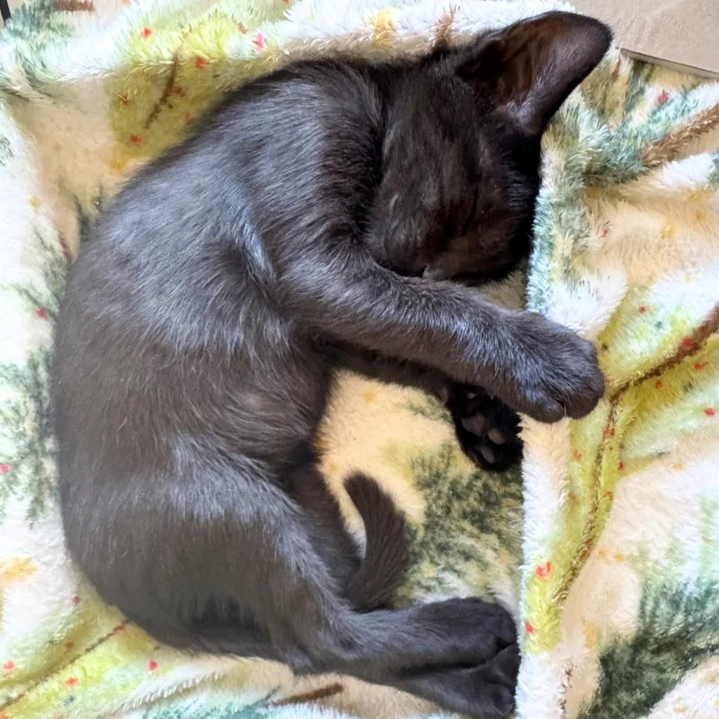 A baby small-sized male Black Domestic Short Hair cat named A Pepper for adoption in Pleasant Hill, CA