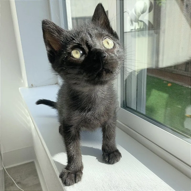 A Pepper thumbnail 2