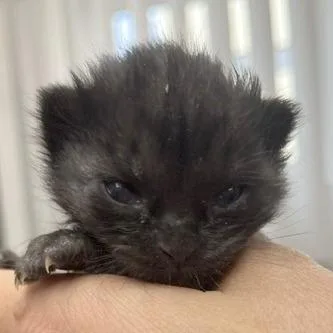 A Pepper thumbnail 3