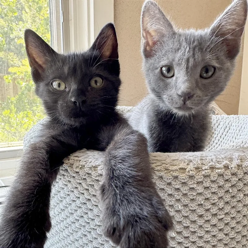 A Pepper thumbnail 4