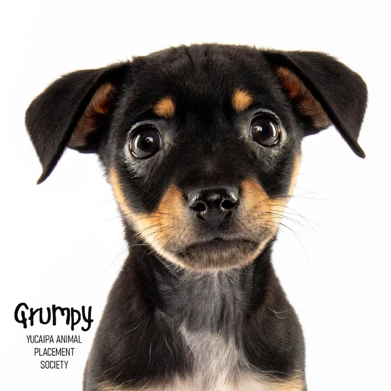 A baby small-sized male Black Chihuahua dog named Grumpy for adoption in Yucaipa, CA