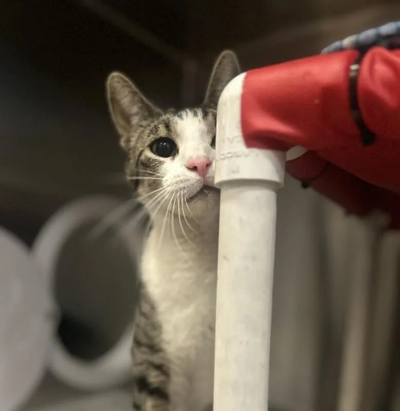 An adult medium-sized male White Domestic Short Hair cat named Zeb for adoption in Fruit Heights, UT