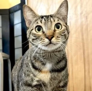 A baby medium-sized male Gray / Blue / Silver Domestic Medium Hair cat named Milo for adoption in Fernandina Beach, FL