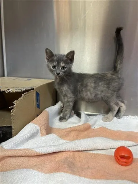 A baby small-sized female Domestic Short Hair cat named Sansa for adoption in Corpus Christi, TX