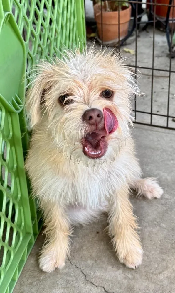 A baby small-sized male Mixed Breed dog named Spencer for adoption in San Diego, CA