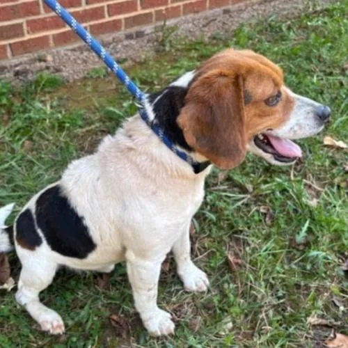A young small-sized male Tricolor (Brown, Black, & White) Beagle dog named Reggie for adoption in Washington DC, DC