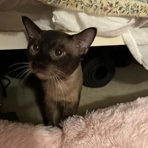 An adult large-sized male Brown / Chocolate Siamese cat named George for adoption in Houston, TX