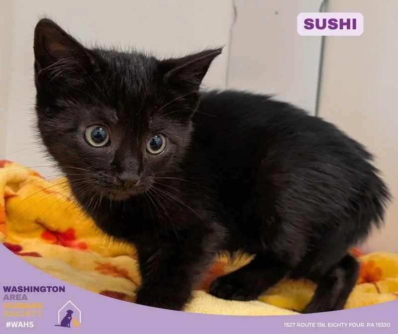 A baby small-sized female Black Domestic Short Hair cat named Sushi for adoption in Eighty Four, PA