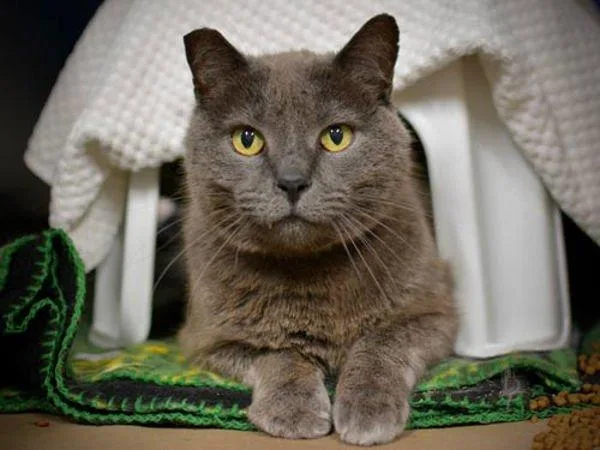 A senior medium-sized male Domestic Short Hair cat named Simon for adoption in Portland, OR
