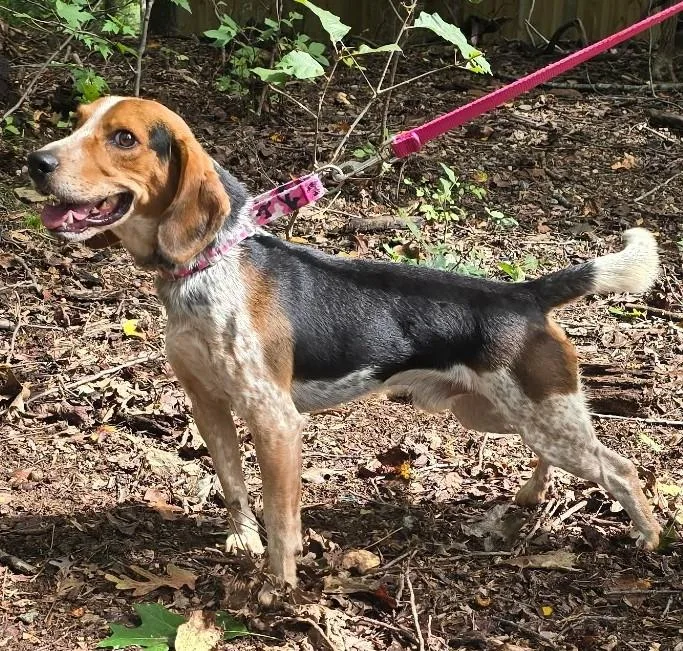 A young medium-sized male Beagle dog named Martin for adoption in Lexington, MA