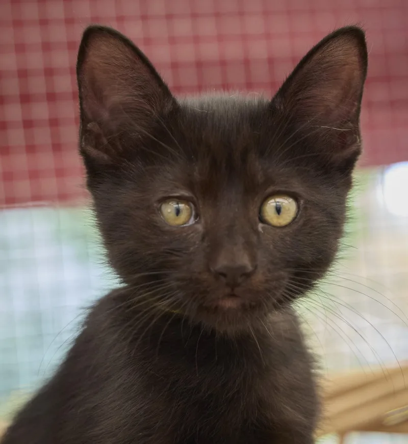A baby medium-sized male Domestic Short Hair cat named Coal for adoption in Santa Barbara, CA