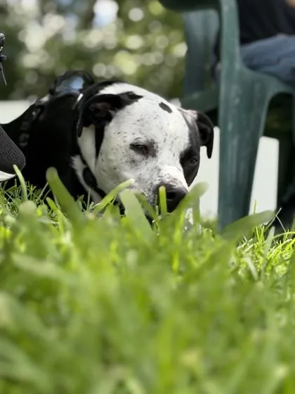 Louie thumbnail 2