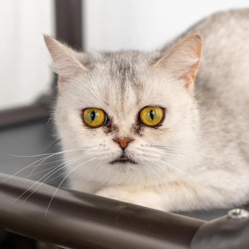 An adult small-sized female White British Shorthair cat named Margaux for adoption in New York, NY