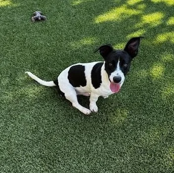 A young small-sized male Terrier dog named Nix for adoption in Lake Dallas, TX