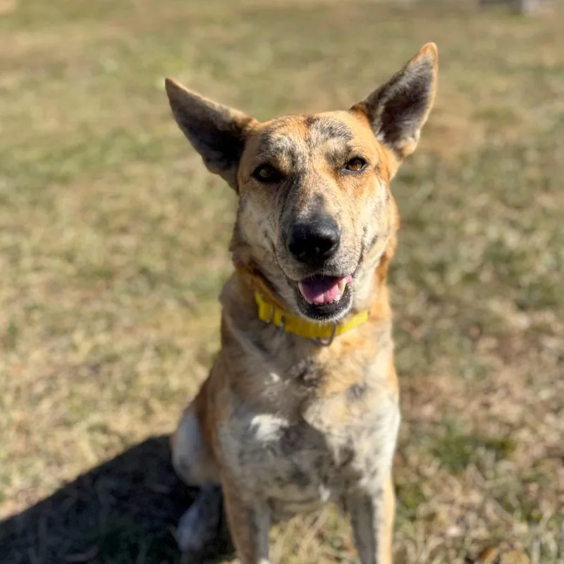 An adult large-sized female Yellow / Tan / Blond / Fawn Mixed Breed dog named Areum for adoption in Hendersonville, NC