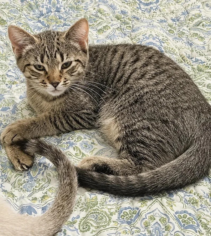 A baby medium-sized male Tabby (Brown / Chocolate) Tabby cat named Mojo for adoption in Pickerington, OH