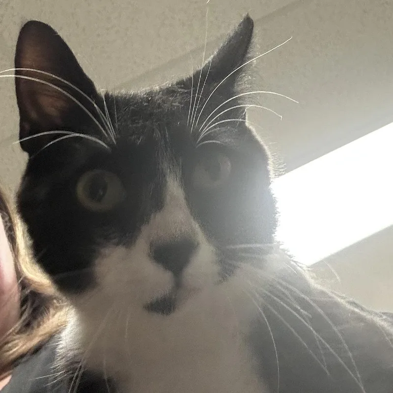 An adult medium-sized female Black Domestic Short Hair cat named Peach for adoption in Ottawa, KS