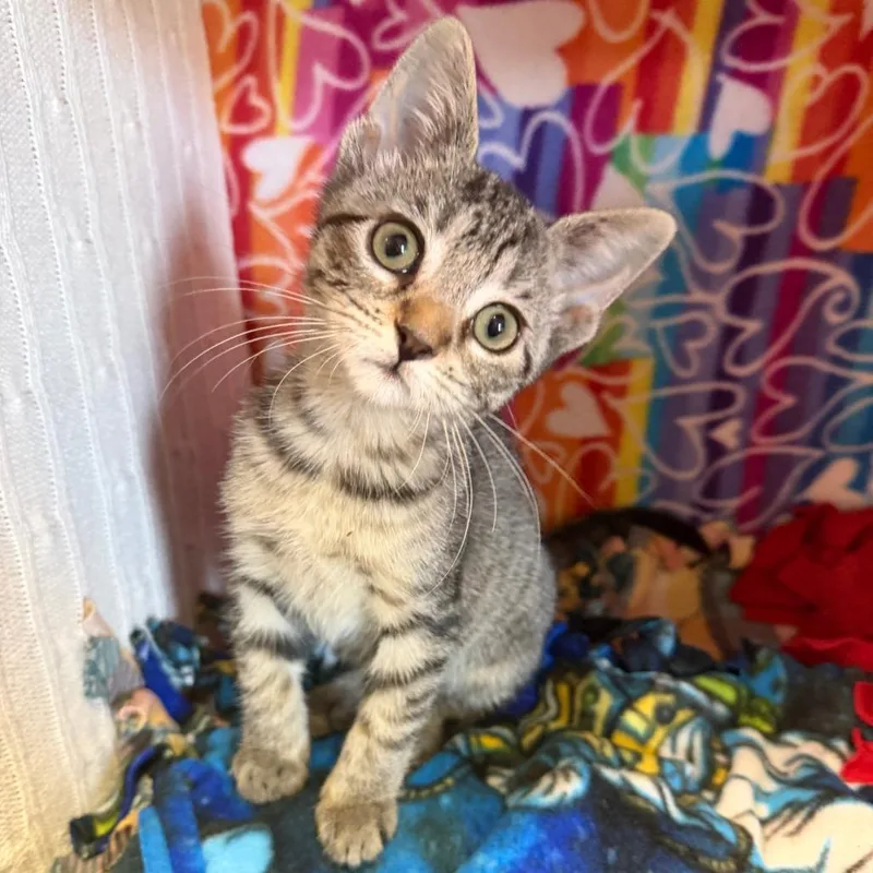 A baby small-sized female Brown / Chocolate Domestic Short Hair cat named Keely for adoption in Naples, FL