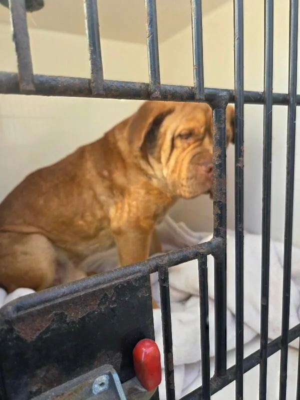 An adult medium-sized male Brown / Chocolate Mixed Breed dog named Ace for adoption in Mobile, AL