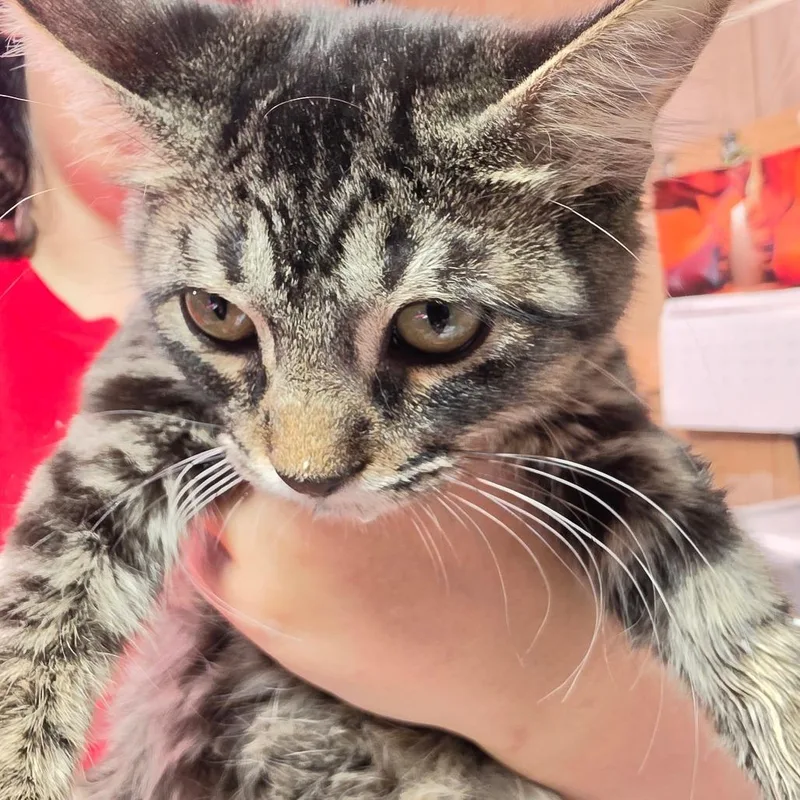 A baby small-sized female Brown / Chocolate Domestic Short Hair cat named Miley for adoption in Leander, TX