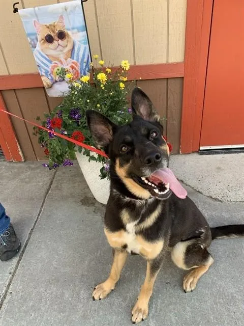 A young large-sized female German Shepherd Dog dog named Loba for adoption in Fairbanks, AK