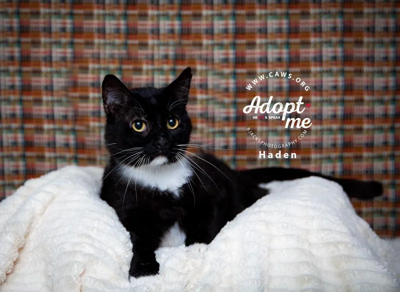 A senior medium-sized male Domestic Short Hair cat named Haden for adoption in Salt Lake City, UT