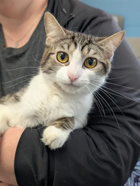 A young medium-sized female Domestic Short Hair cat named Pansy for adoption in Canfield, OH