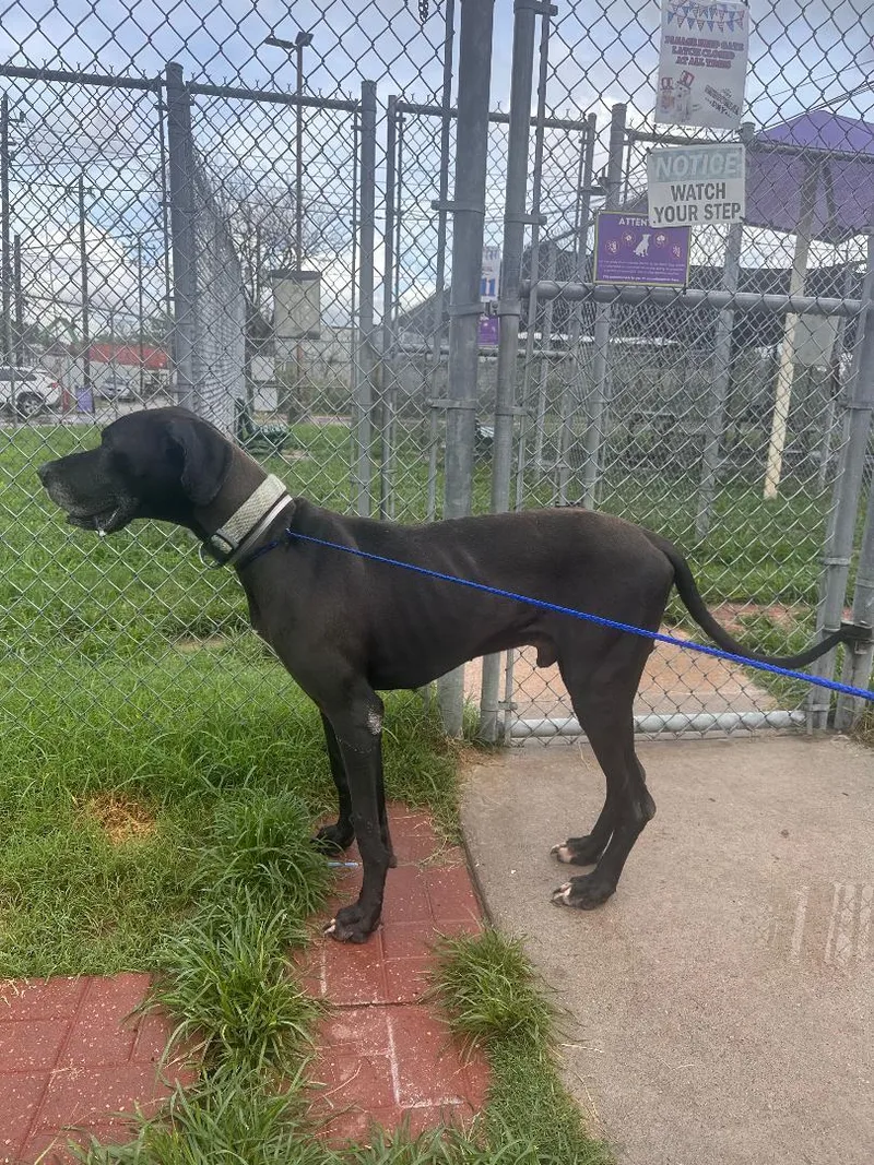 An adult large-sized male Black Great Dane dog named Duke for adoption in Houston, TX