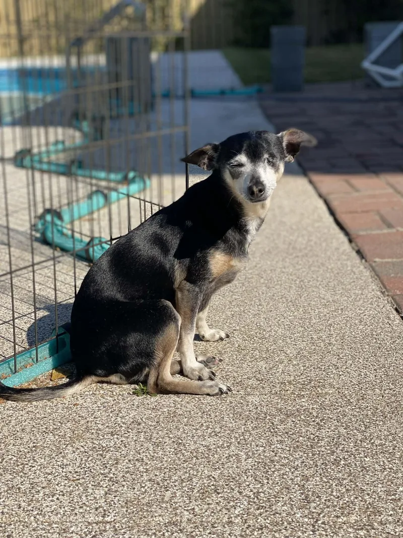 An adult small-sized female Chihuahua dog named Cricket for adoption in Evans, GA