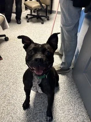 An adult medium-sized male Mixed Breed dog named Moose for adoption in Blue Springs, MO