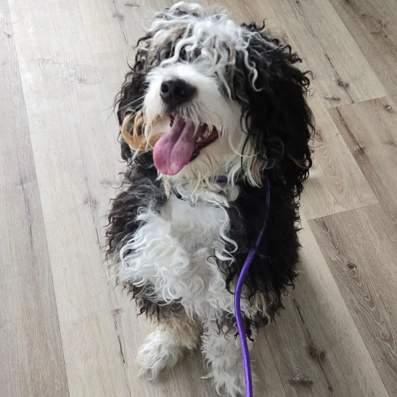 A young medium-sized female Black Bernese Mountain Dog dog named Ammon Stray for adoption in Idaho Falls, ID