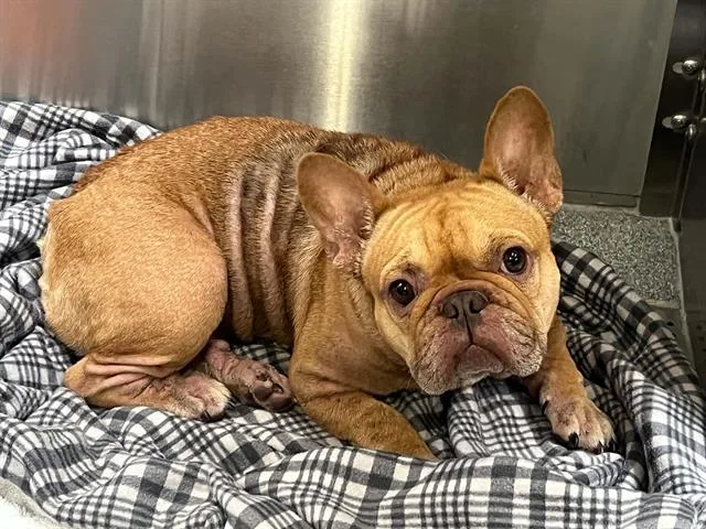 A young medium-sized female French Bulldog dog named Melody for adoption in Tustin, CA