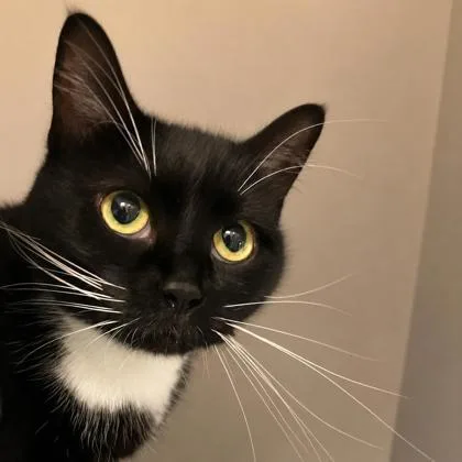 An adult medium-sized female Domestic Short Hair cat named Bella for adoption in Burlington, WA