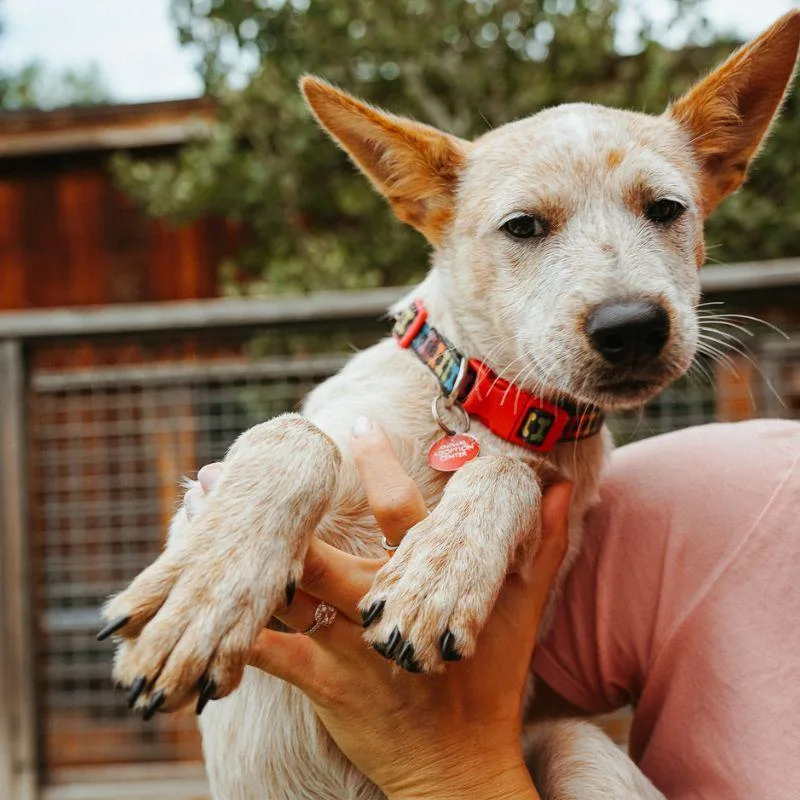 A baby medium-sized female Australian Cattle Dog / Blue Heeler dog named Swell for adoption in Jackson, WY