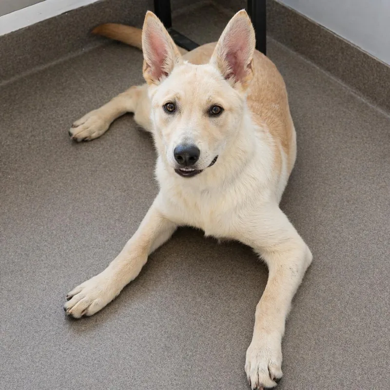 A baby medium-sized female Yellow / Tan / Blond / Fawn German Shepherd Dog dog named Tamara for adoption in South Elgin, IL