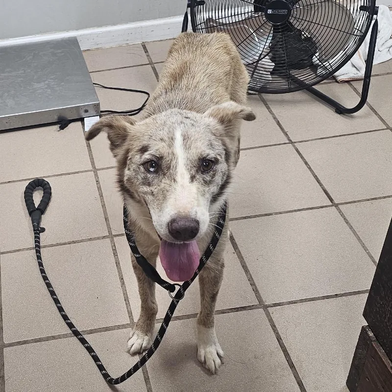 A young small-sized male White / Cream Australian Shepherd dog named Dooley for adoption in Starkville, MS
