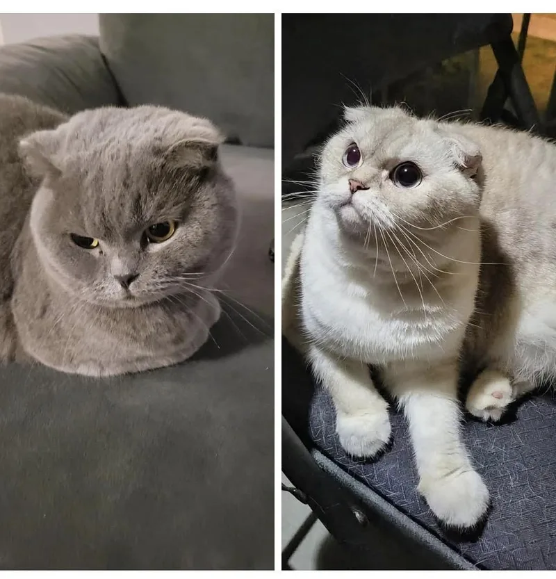 An adult medium-sized female Scottish Fold cat named June & Lily for adoption in Syosset, NY