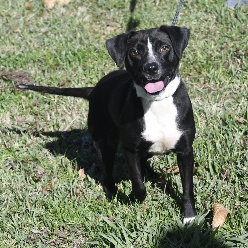 An adult small-sized female Black Mixed Breed dog named Angel for adoption in Natchez, MS