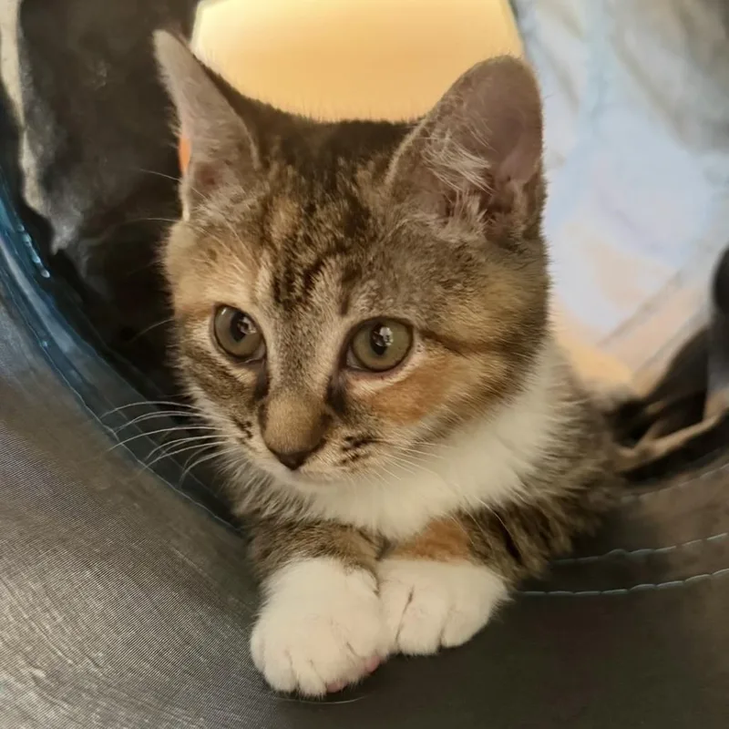 A baby small-sized female Brown / Chocolate Domestic Short Hair cat named Jupiter for adoption in Fairfax Station, VA