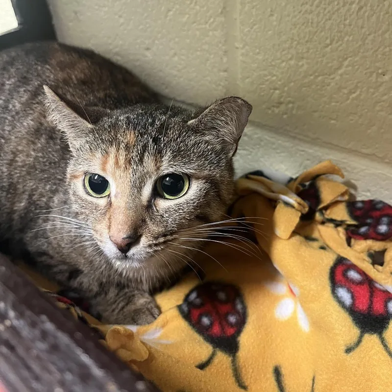 Hunny Bunny thumbnail 2