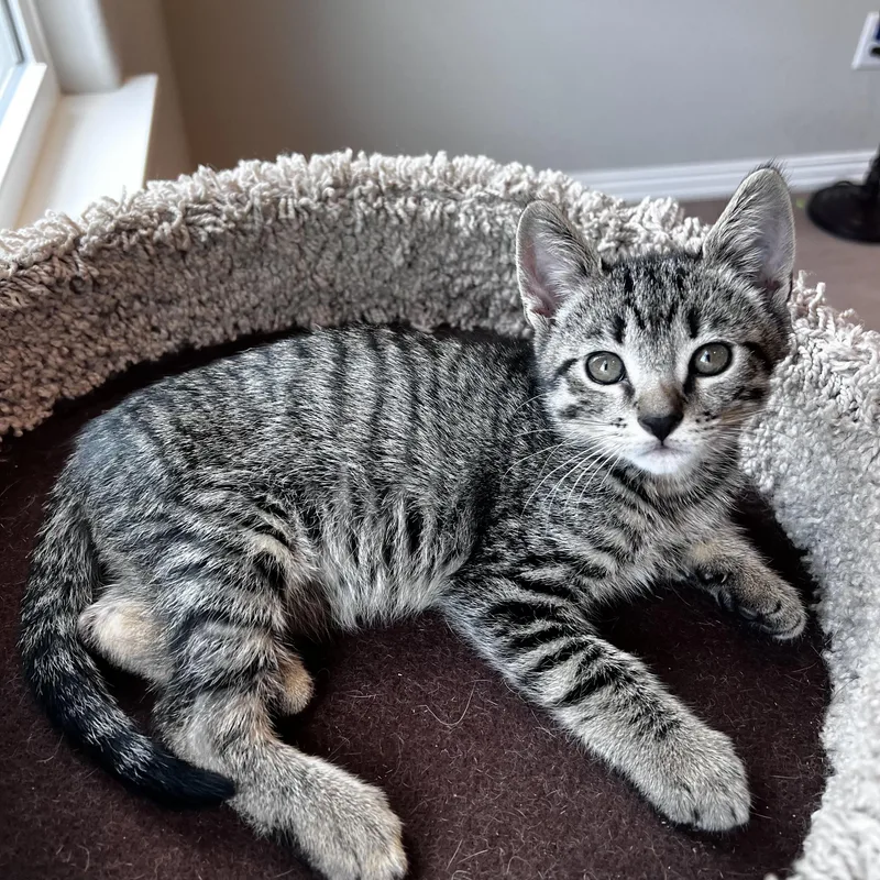 A young small-sized male Tabby (Gray / Blue / Silver) Domestic Short Hair cat named Odie for adoption in Bentonville, AR