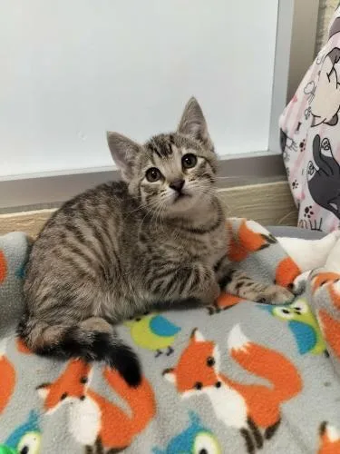 Sybil
