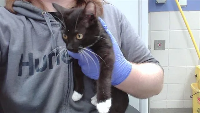 A baby small-sized female Domestic Short Hair cat named Butternut for adoption in Omaha, NE
