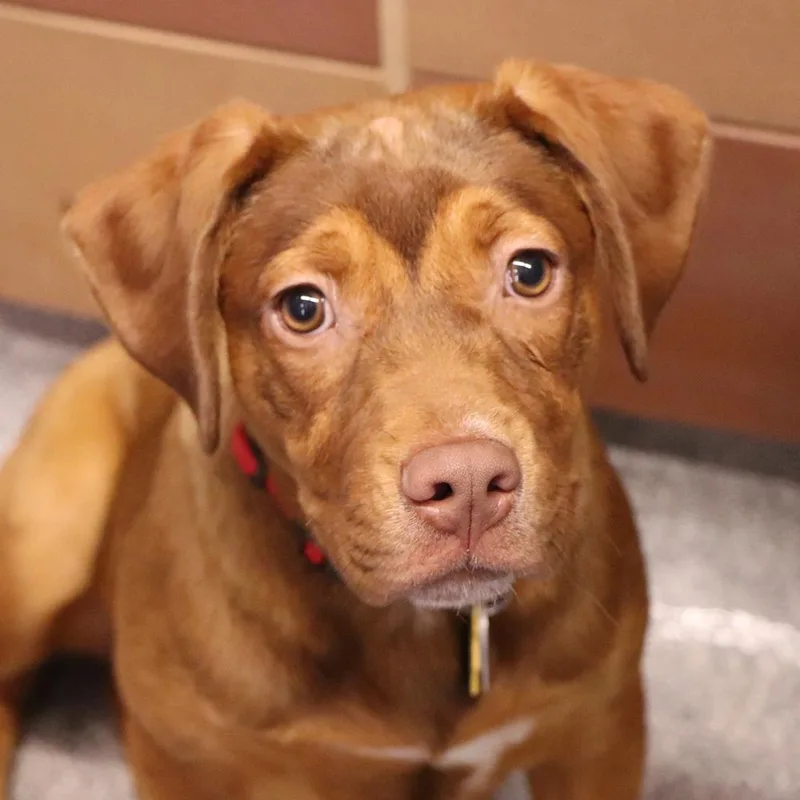 A baby medium-sized female Mixed Breed dog named Frieda for adoption in Port Washington, NY