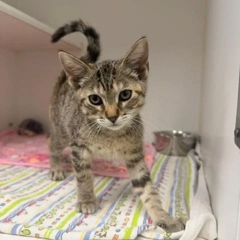A baby small-sized female Brown / Chocolate Domestic Short Hair cat named Atom for adoption in Long Beach, CA